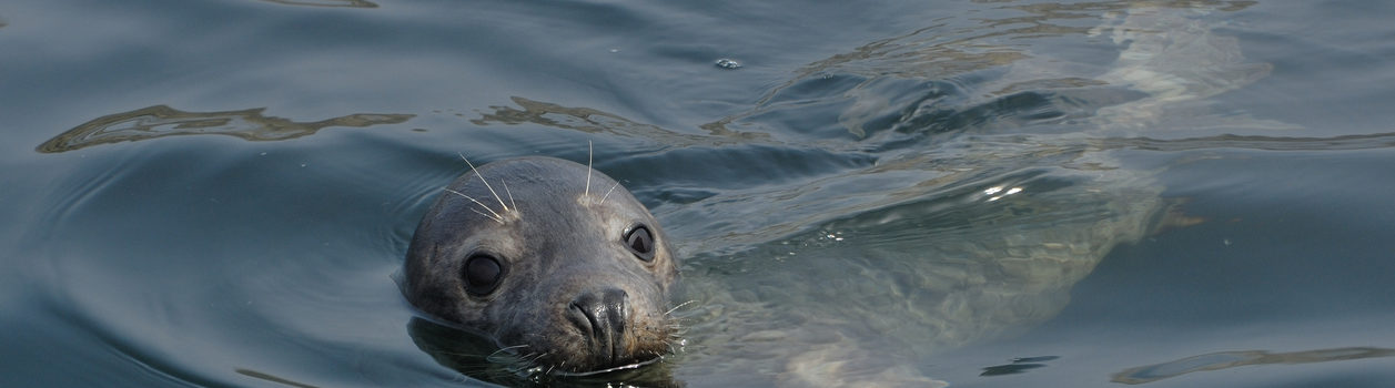 Grey Seal (Halichoerus grypus)