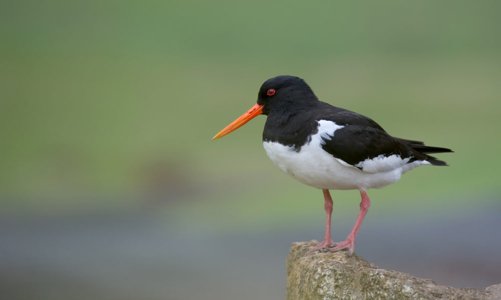 Eurasian oystercatcher