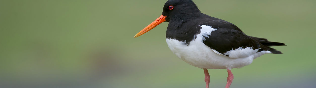 Eurasian oystercatcher
