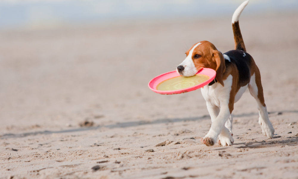 dog friendly beaches in Whitby, dog friendly holiday cottages in Whitby
