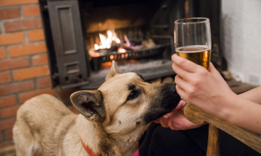 Dog friendly pubs in and around Whitby, pet friendly properties in Whitby