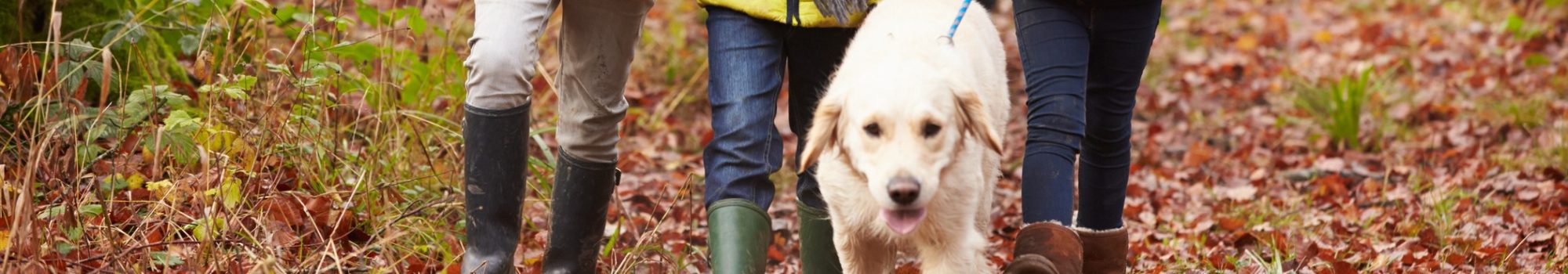 Dog friendly winter walk in Whitby