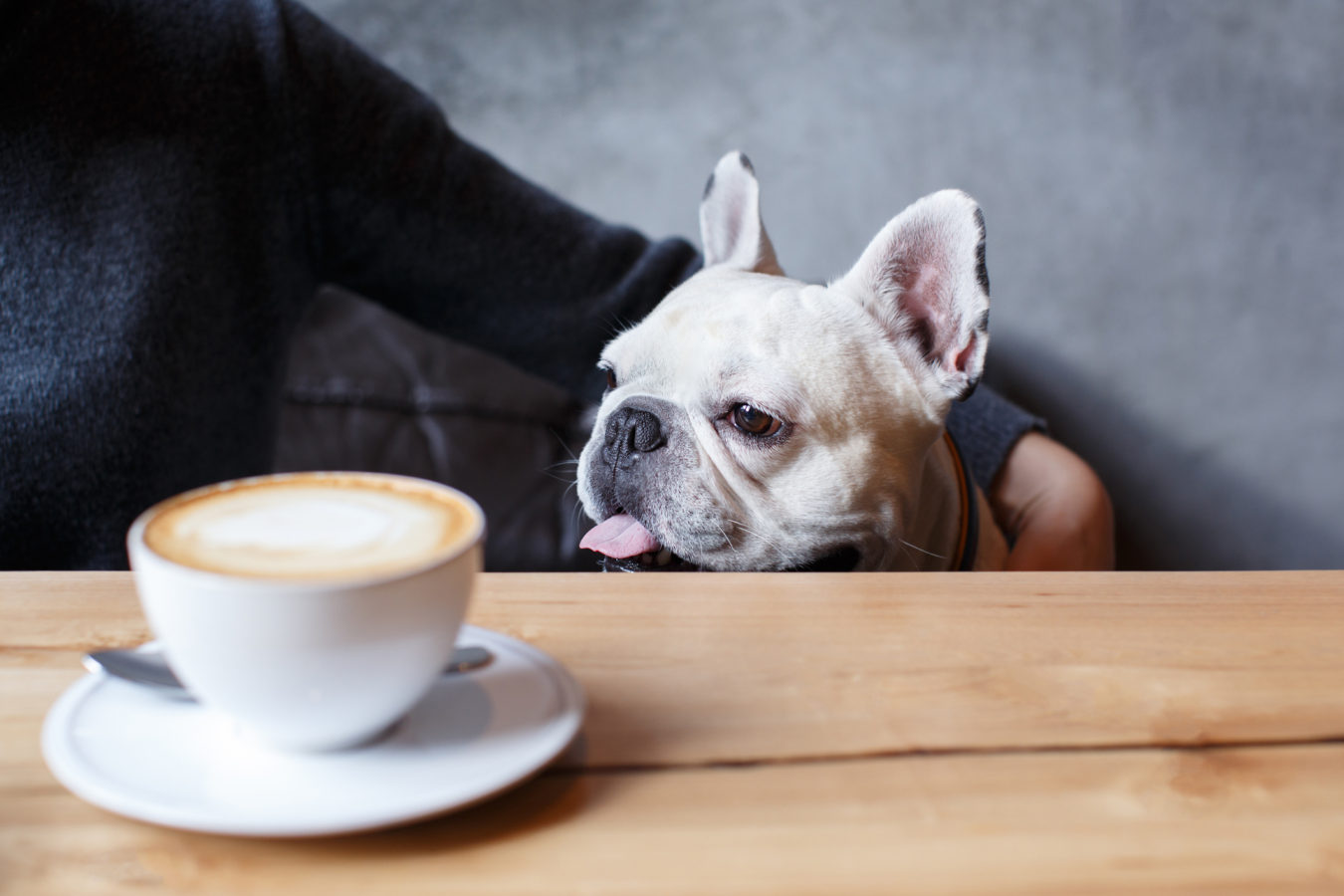Dog-friendly cafes in Whitby