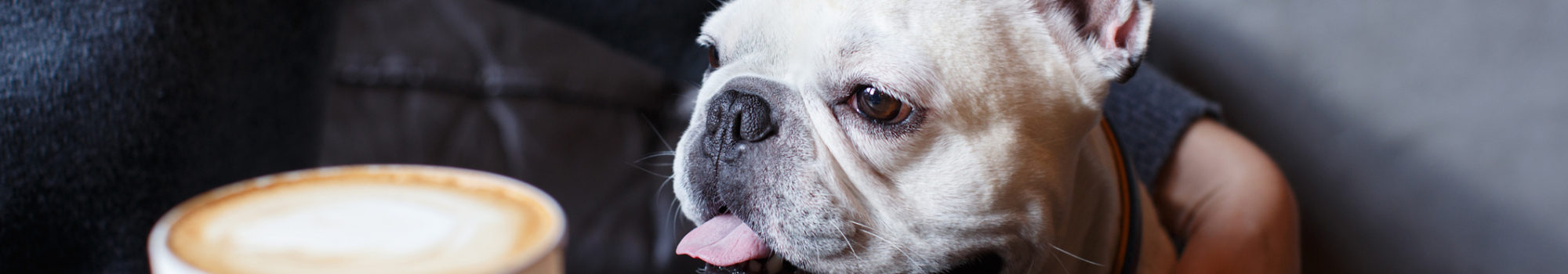 Dog-friendly cafes in Whitby