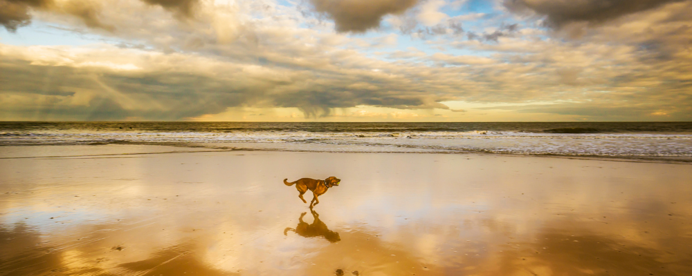 Dog-friendly holiday cottages in Whitby
