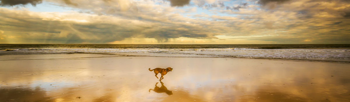Dog-friendly holiday cottages in Whitby