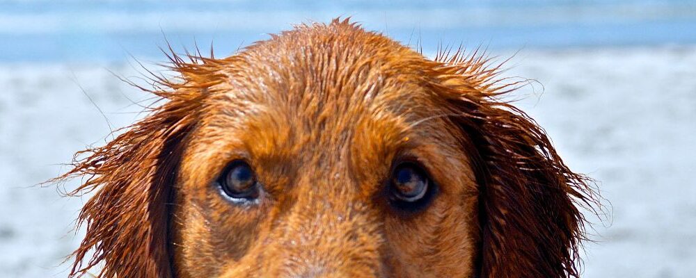 Dog-Friendly Guide to Whitby