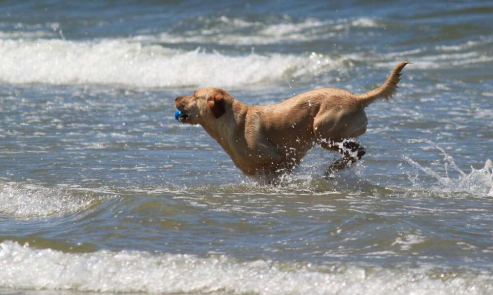 Dog running along the shoreline in Whitby with the sea in the background