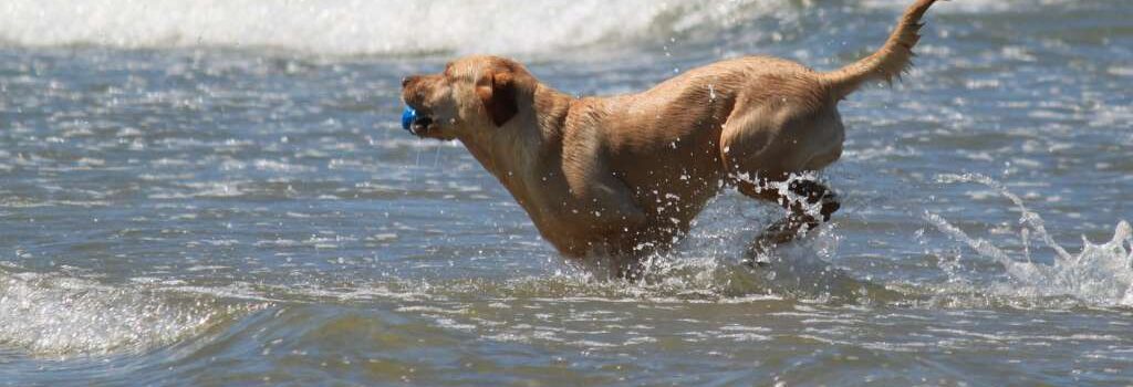 Dog running along the shoreline in Whitby with the sea in the background